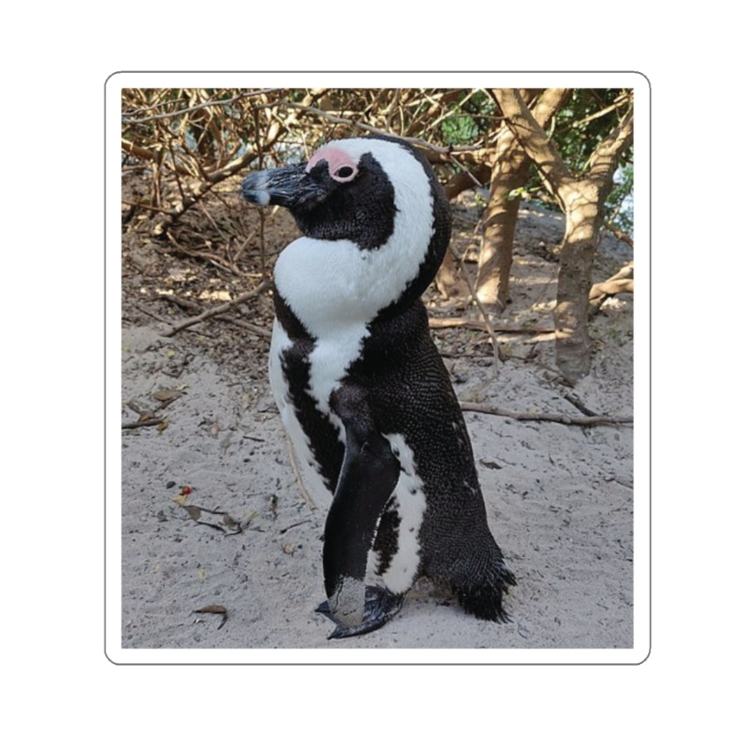 African Penguin - Decal