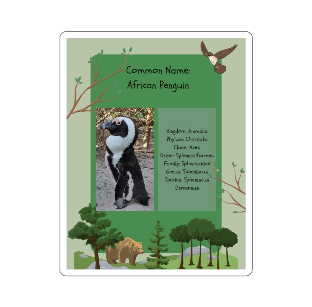 African Penguin Infographic - Decal