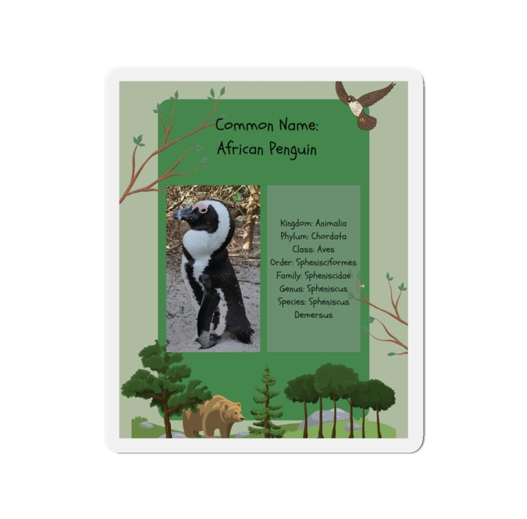 African Penguin Infographic - Magnet