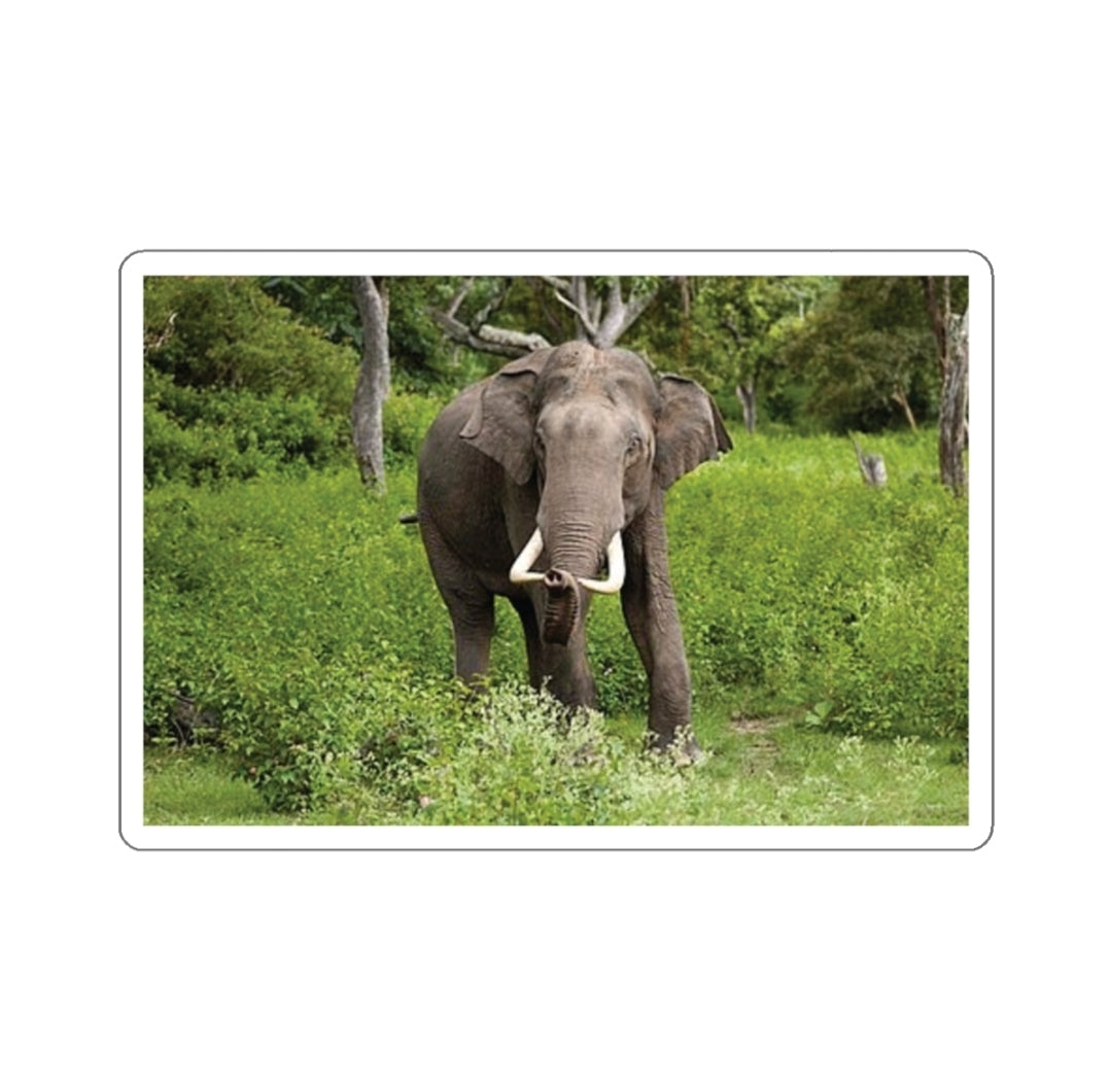 Asian Elephant - Decal