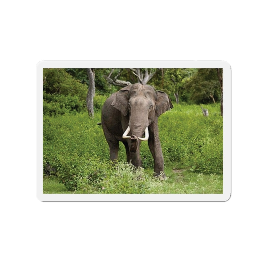 Asian Elephant - Magnet