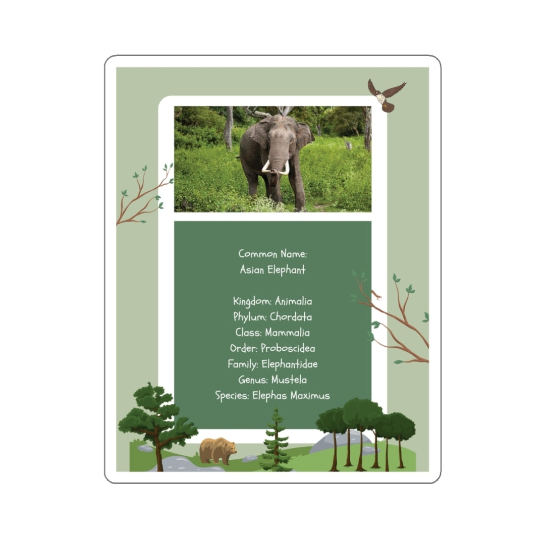 Asian Elephant Infographic - Decal