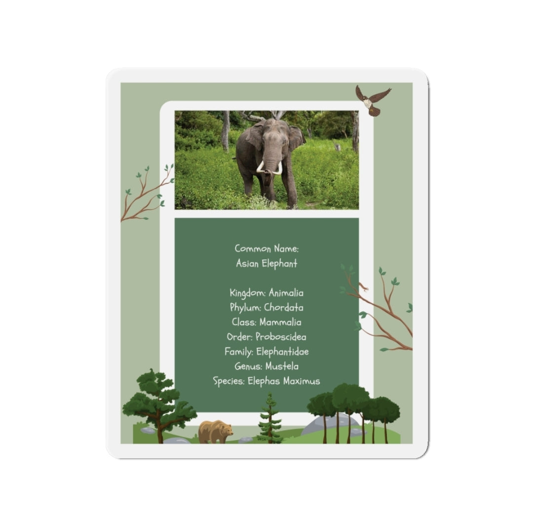 Asian Elephant Infographic - Magnet