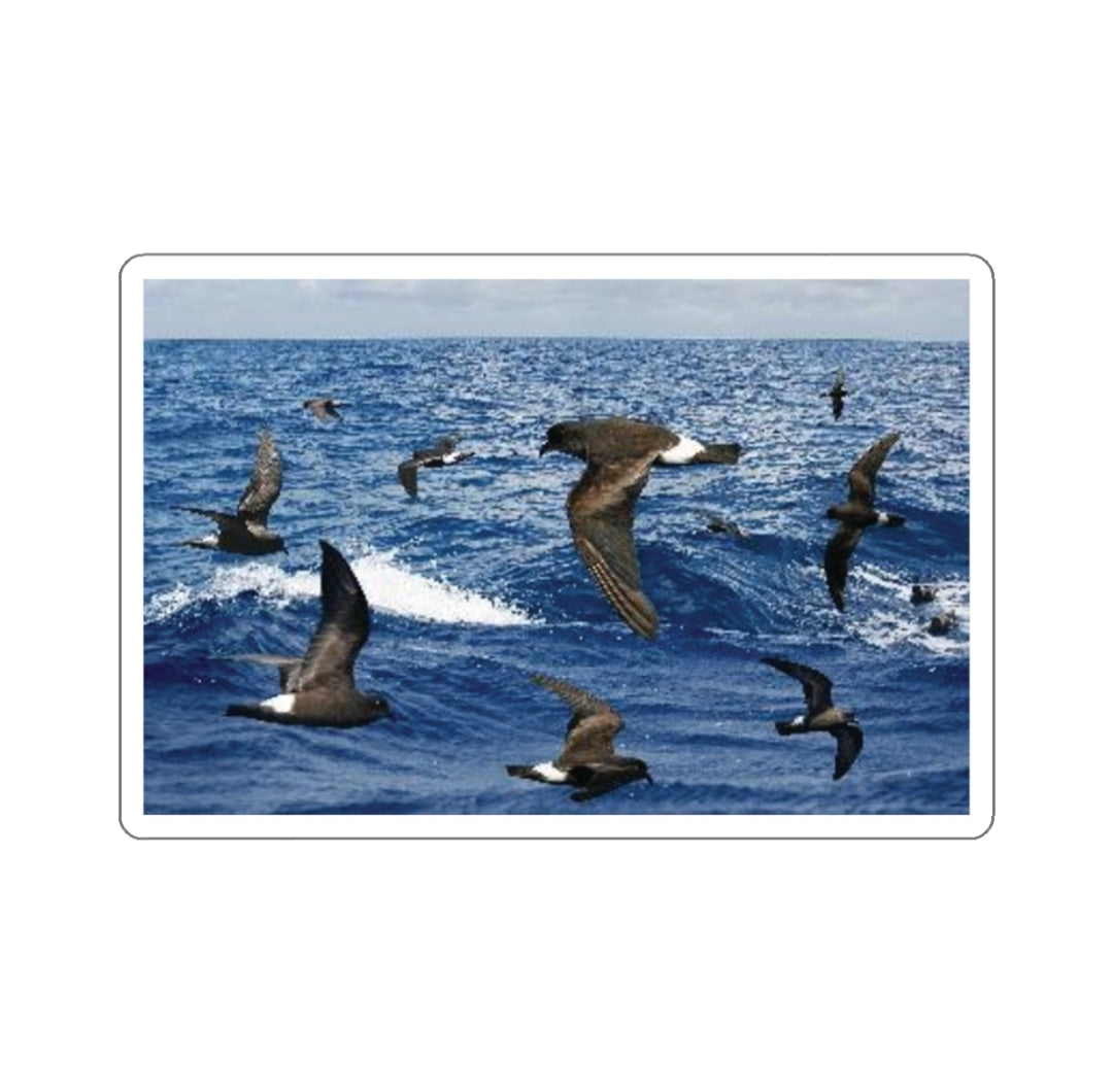 Band-Rumped Storm-Petrel - Decal