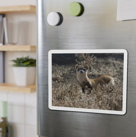 Black-Footed Ferret - Magnet