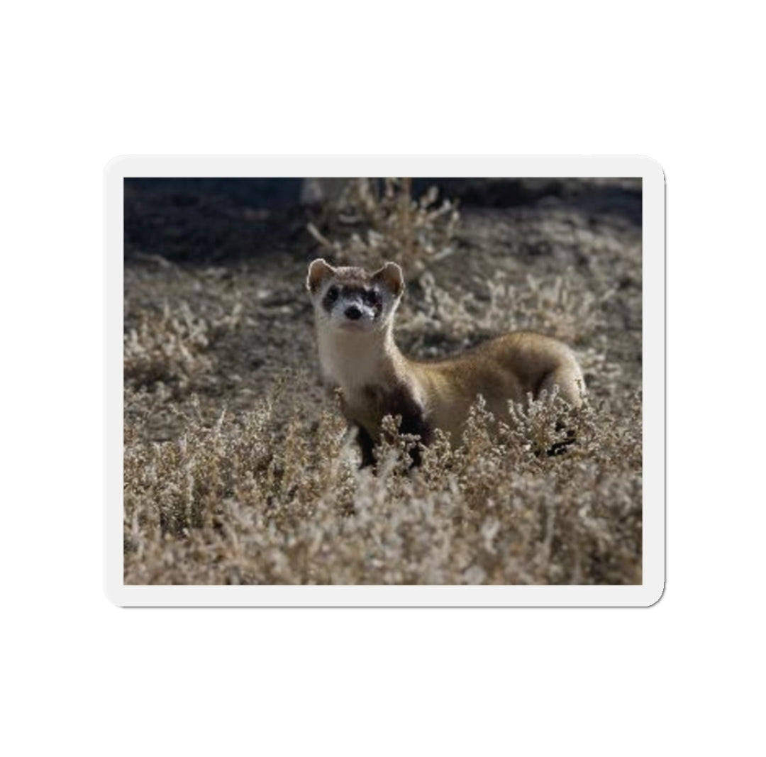 Black-Footed Ferret - Magnet