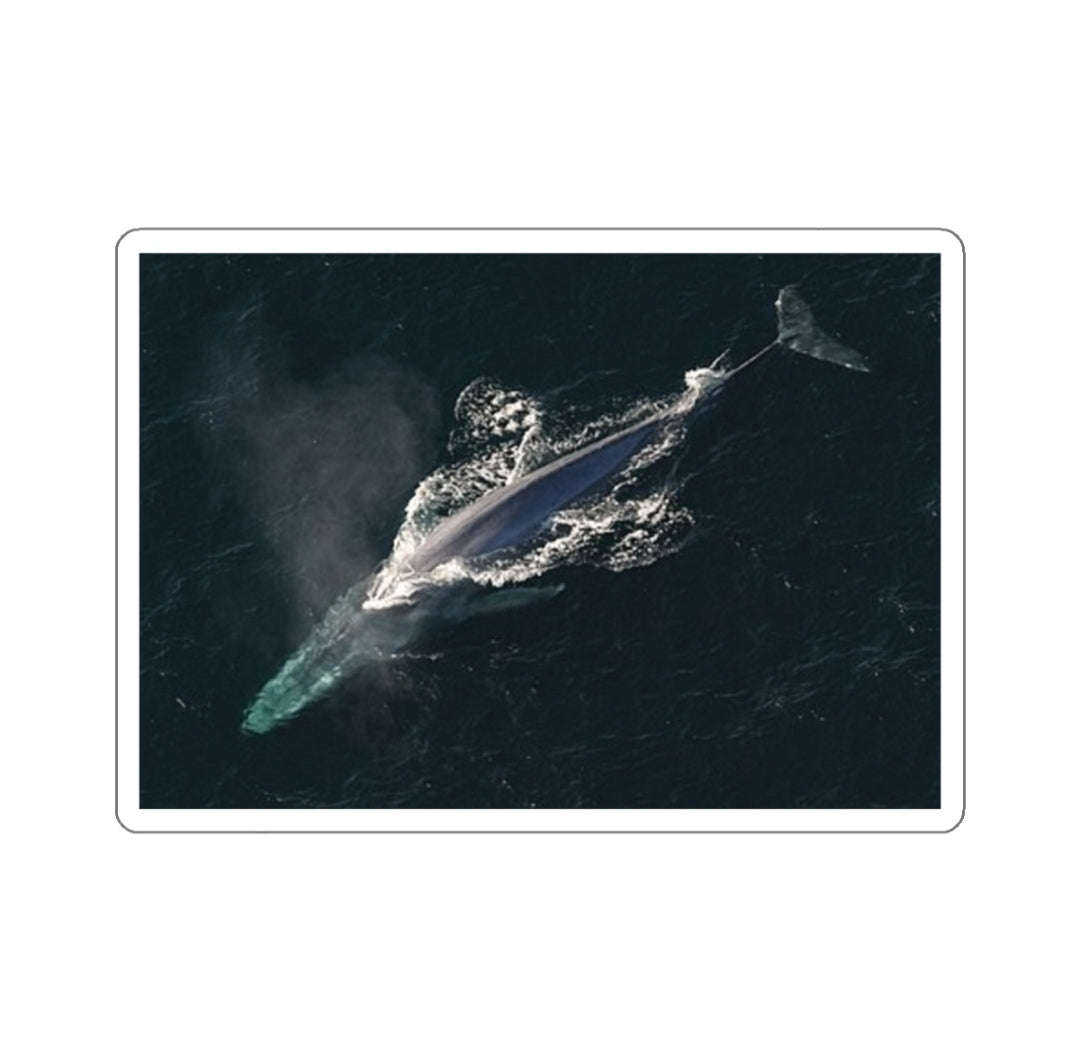 Blue Whale - Decal