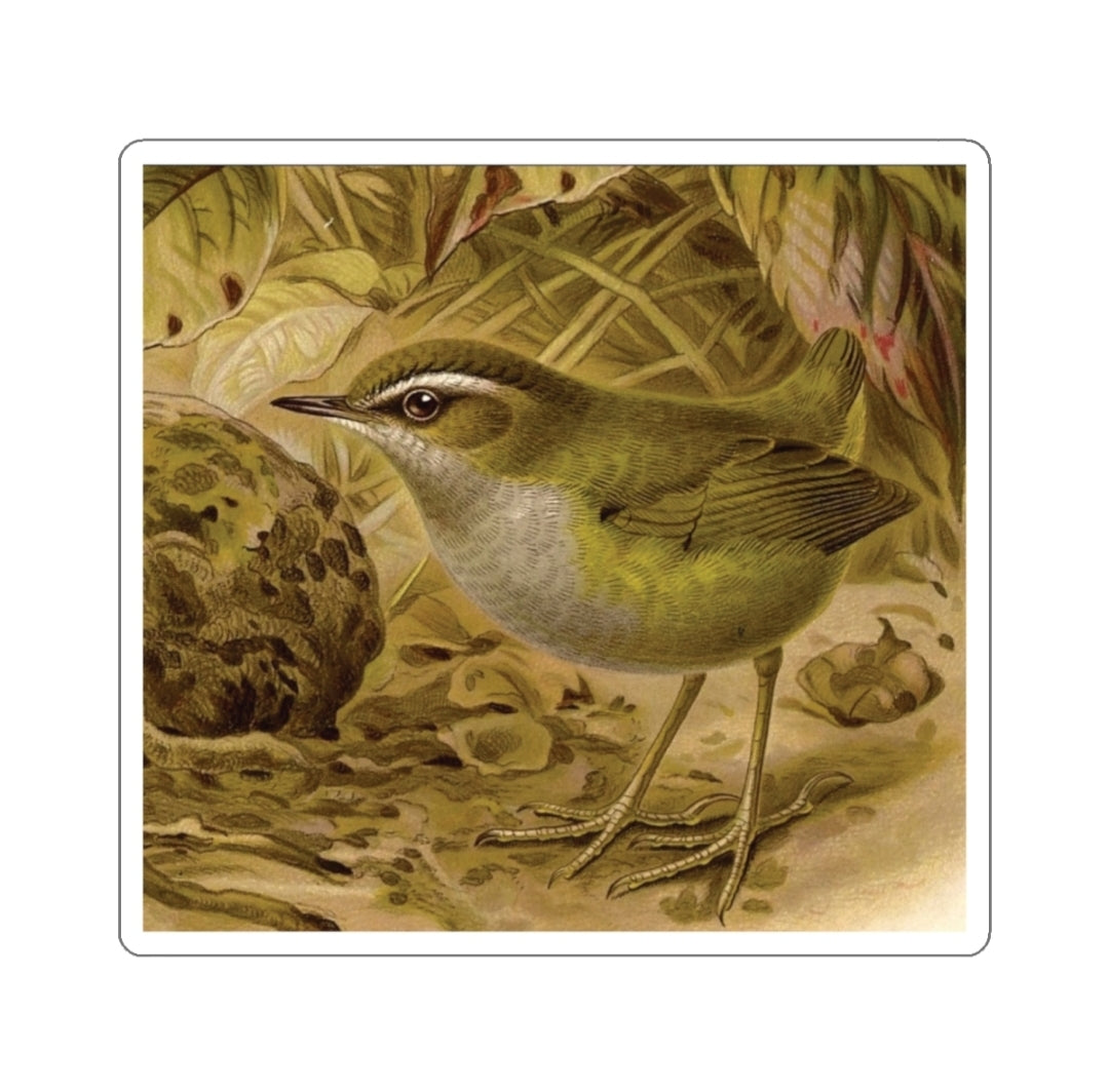 Bushwren - Decal