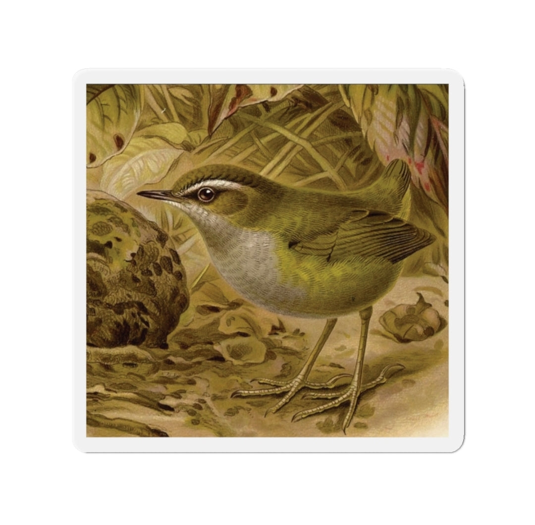 Bushwren - Magnet