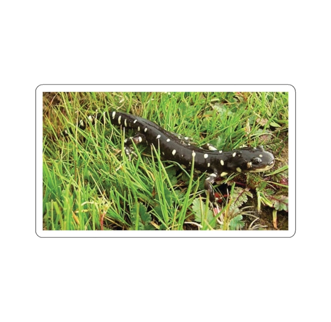 California Tiger Salamander - Decal