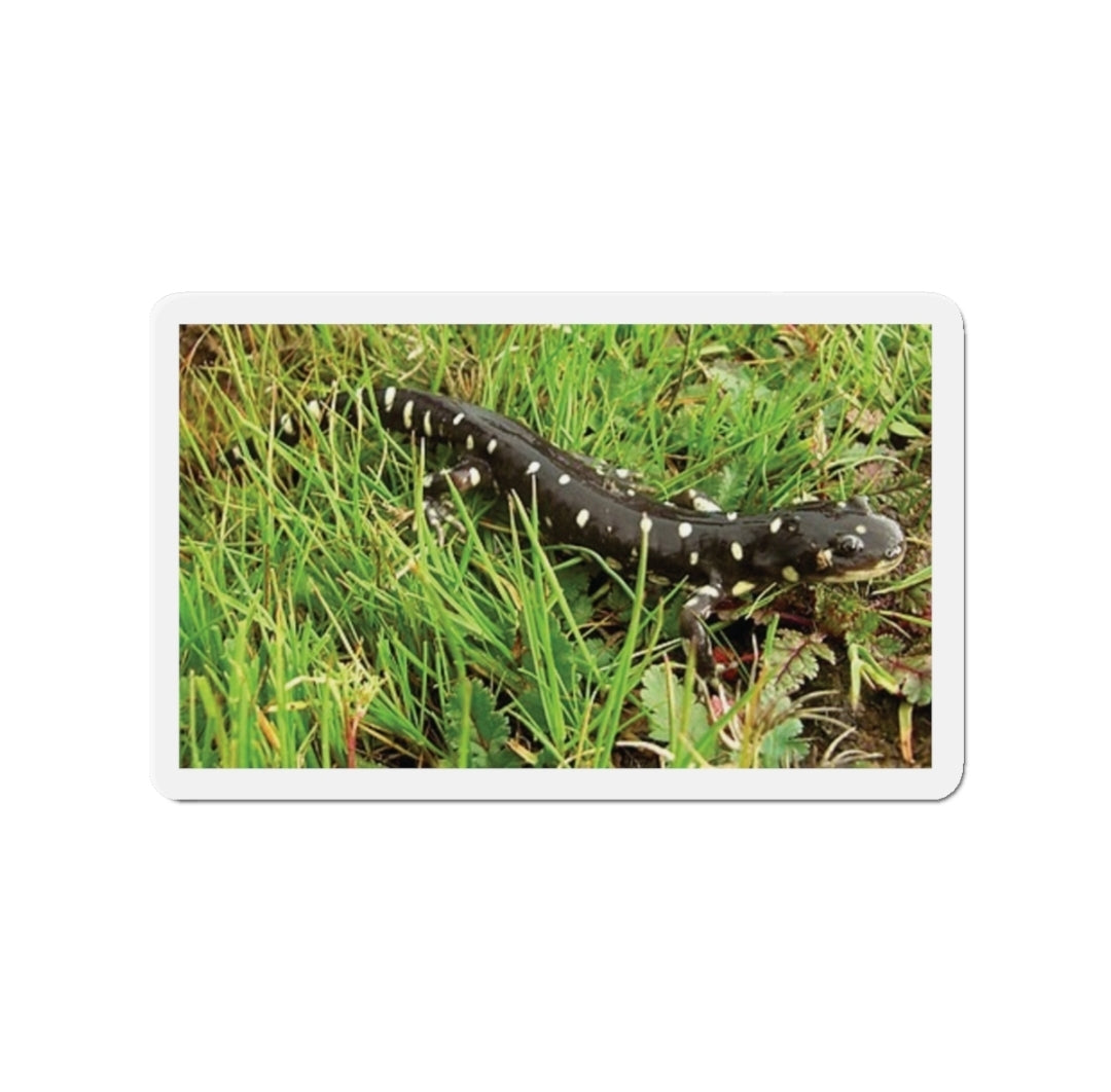 California Tiger Salamander - Magnet