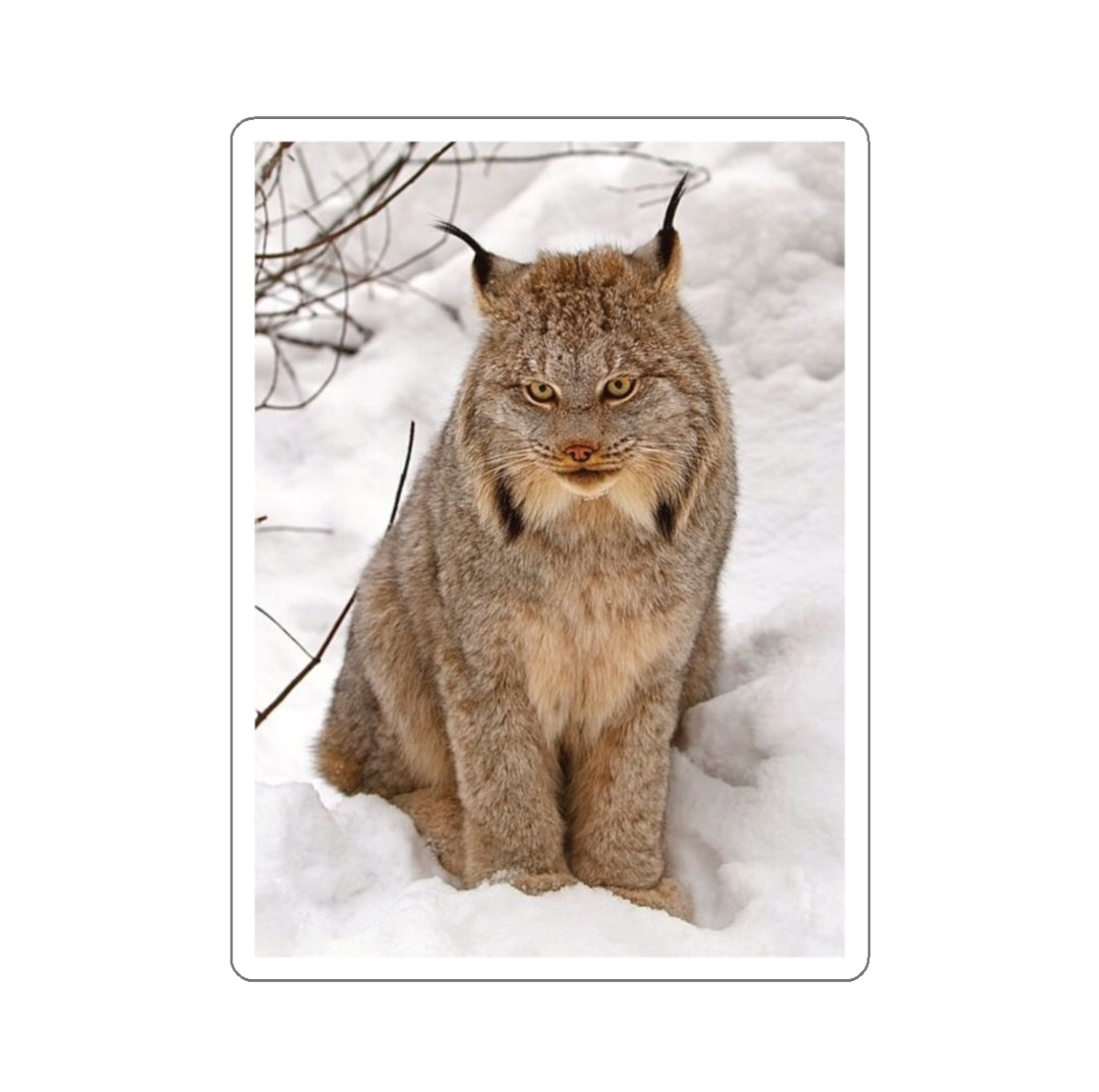 Canada Lynx - Decal