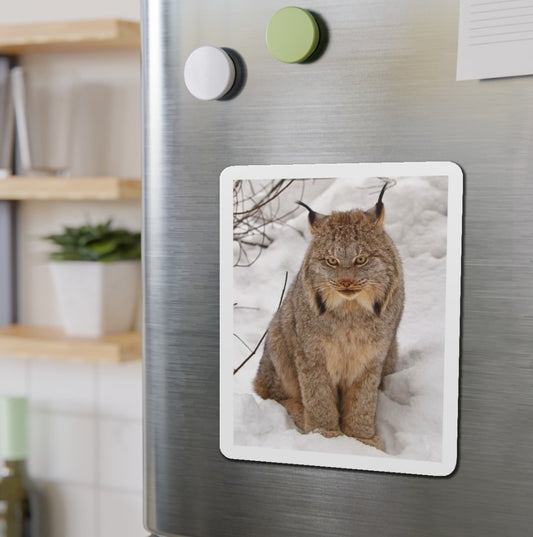 Canada Lynx - Magnet