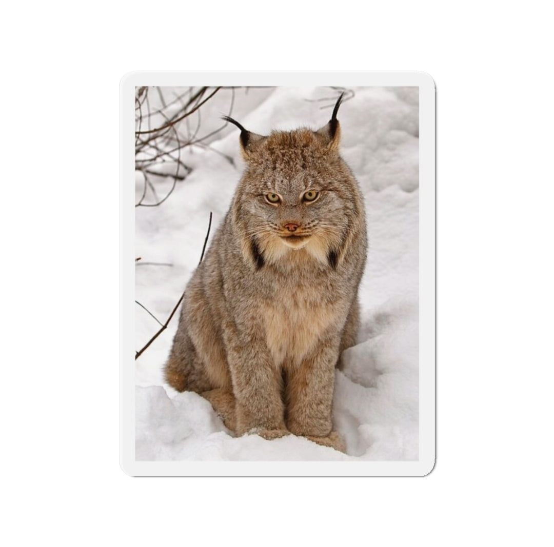 Canada Lynx - Magnet