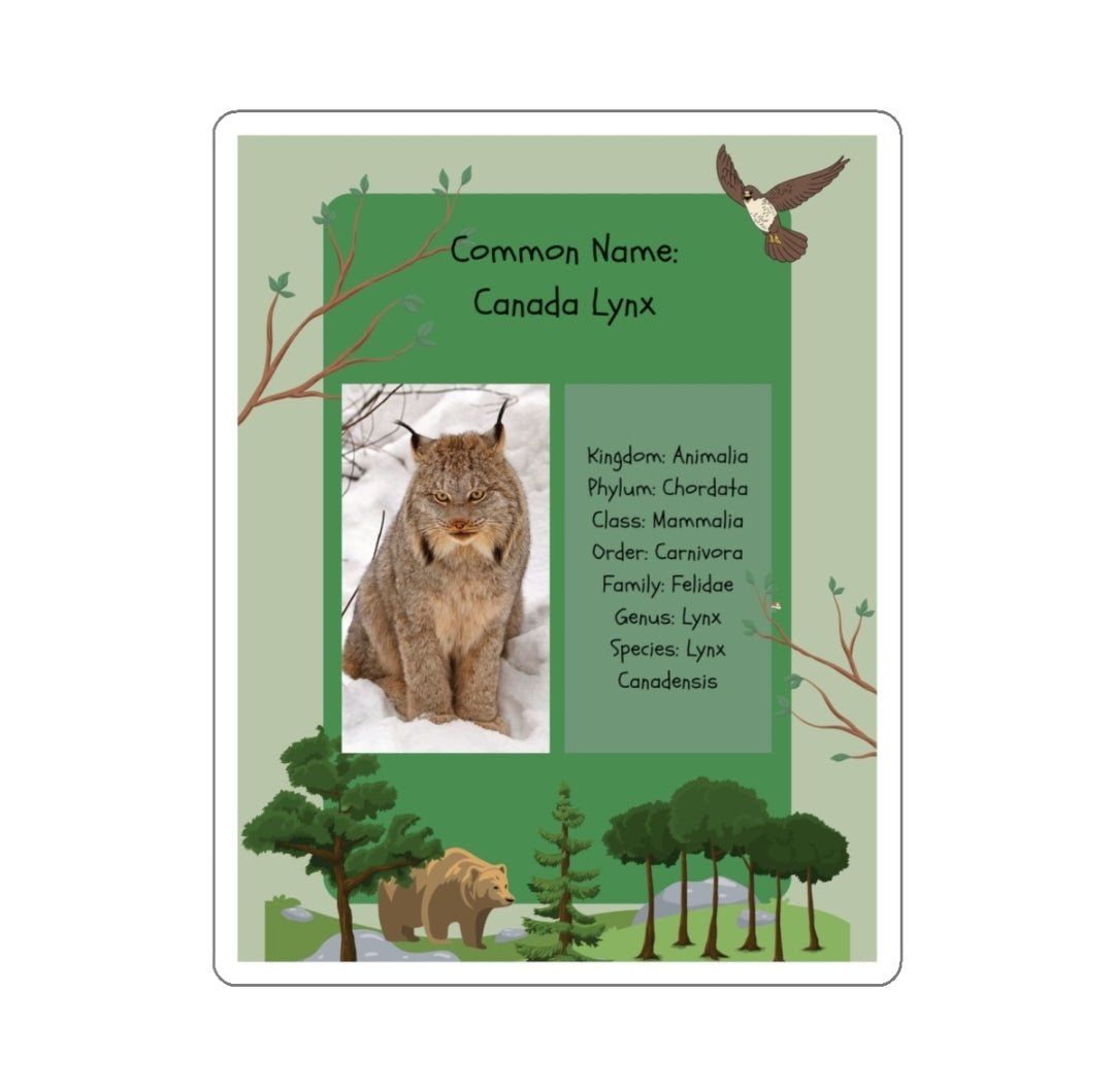 Canada Lynx Infographic - Decal