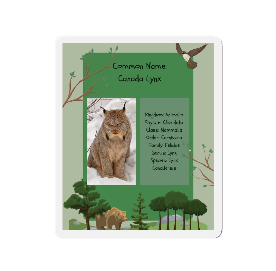 Canada Lynx Infographic - Magnet