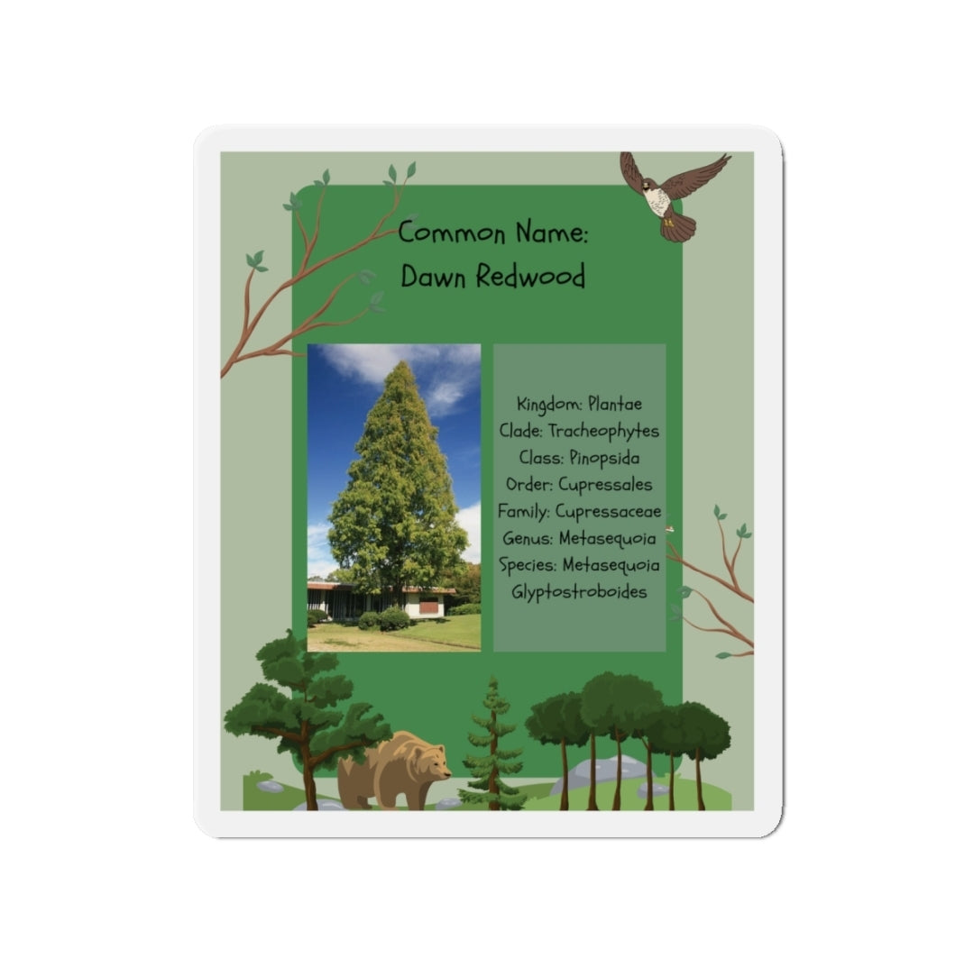 Dawn Redwood Infographic - Magnet