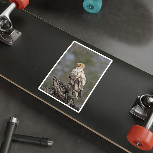 Egyptian Vulture - Decal