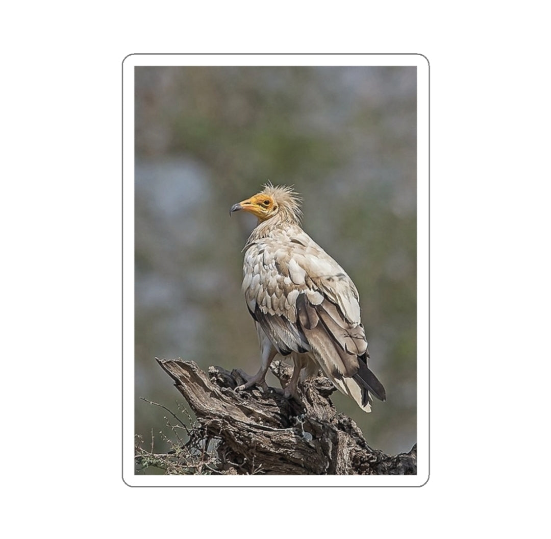 Egyptian Vulture - Decal