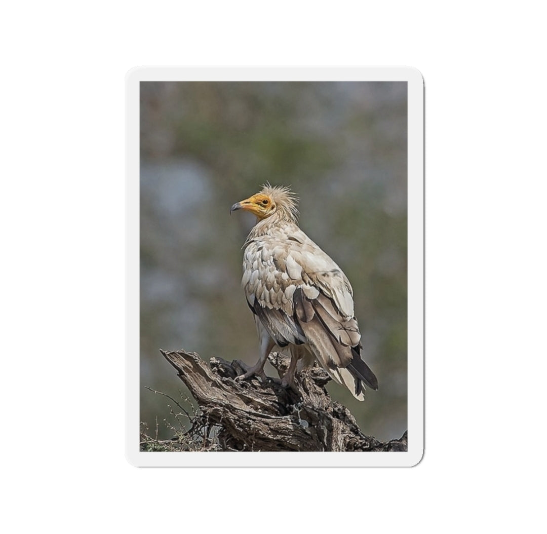 Egyptian Vulture - Magnet