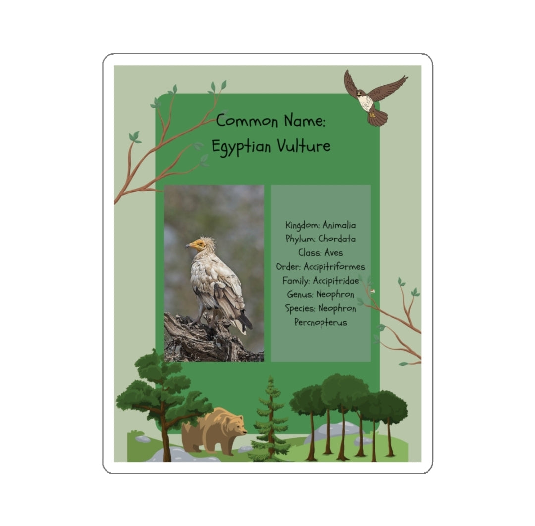 Egyptian Vulture Infographic - Decal