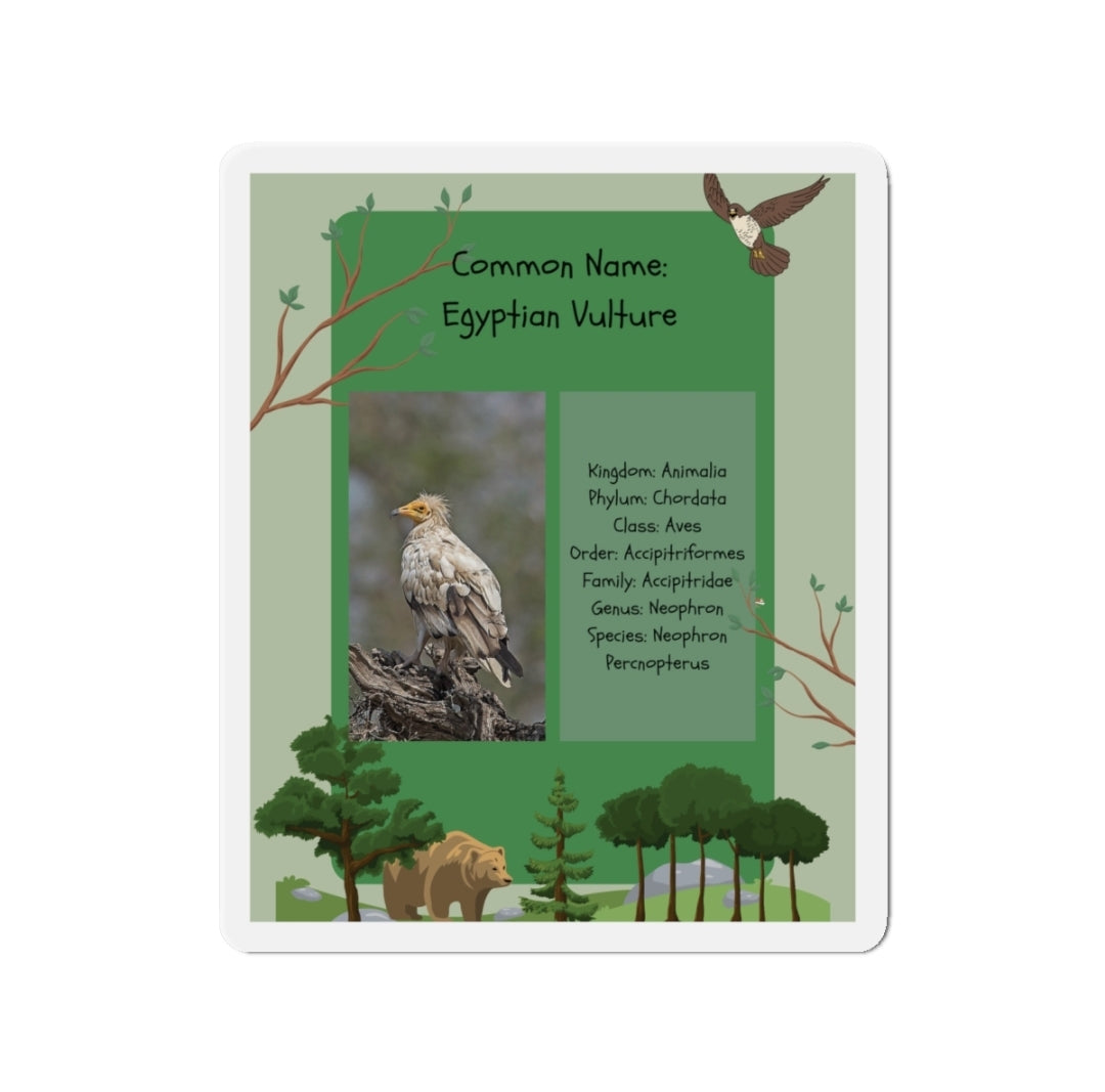 Egyptian Vulture Infographic - Magnet