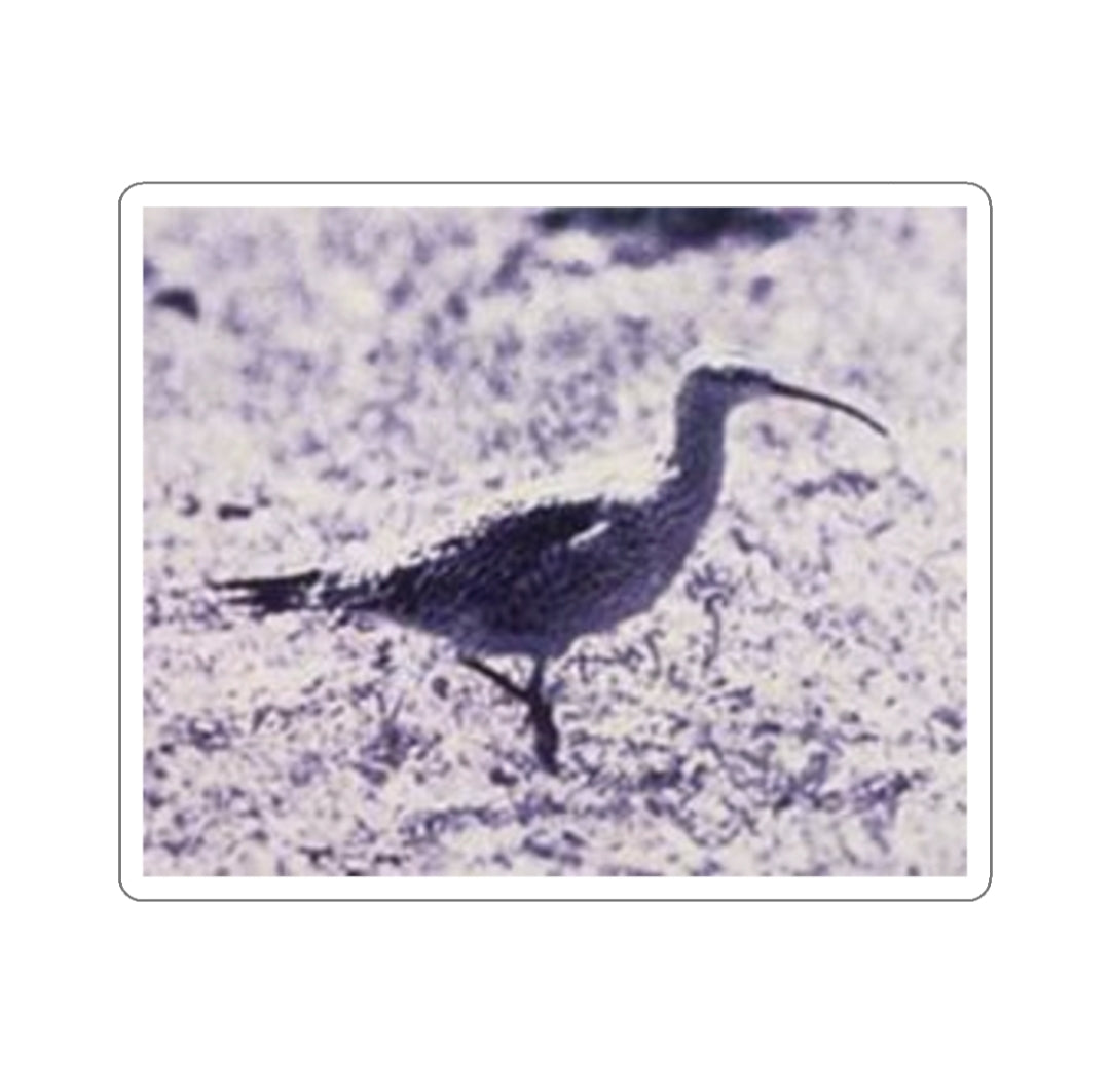 Eskimo Curlew - Decal