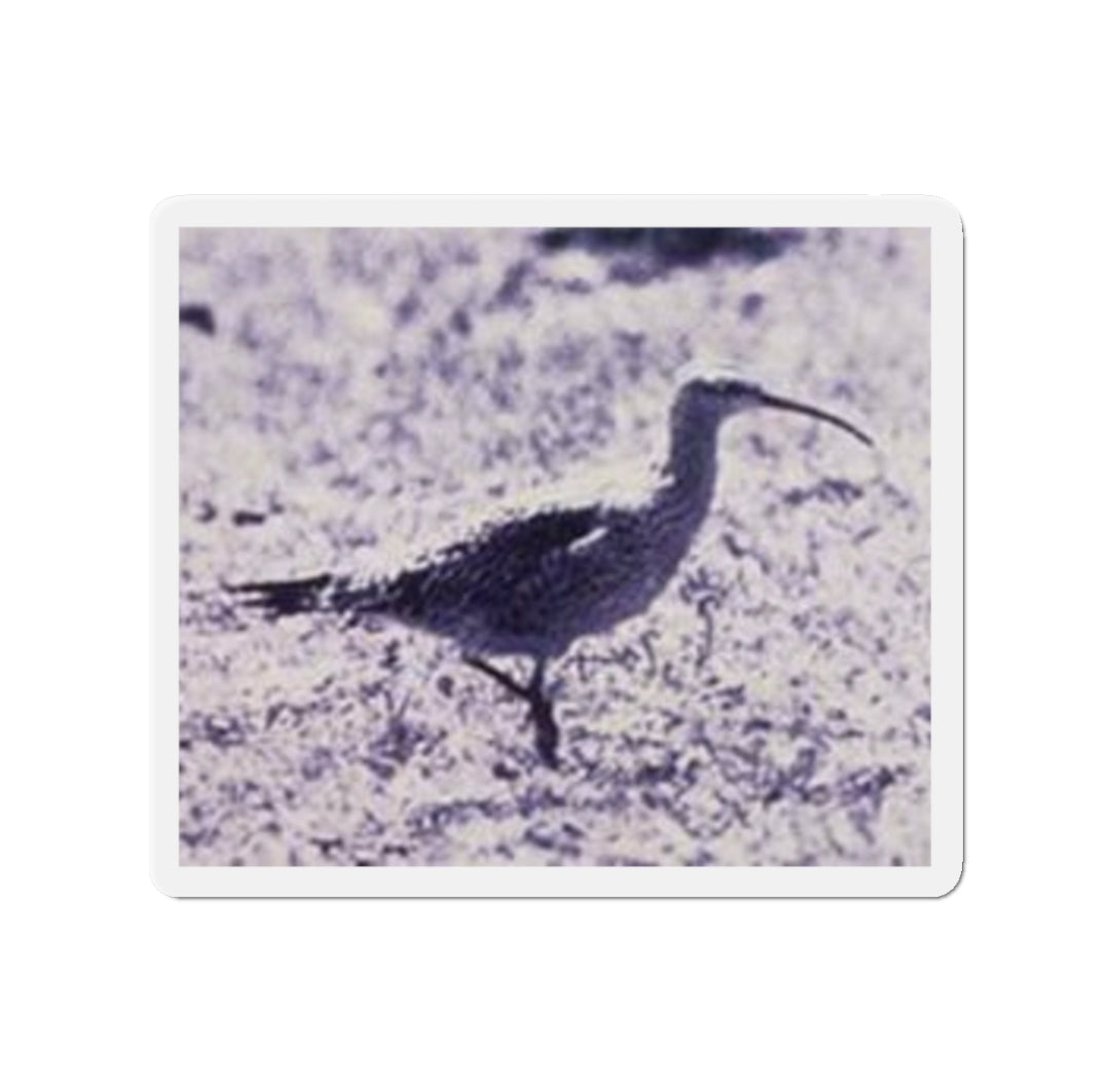 Eskimo Curlew - Magnet