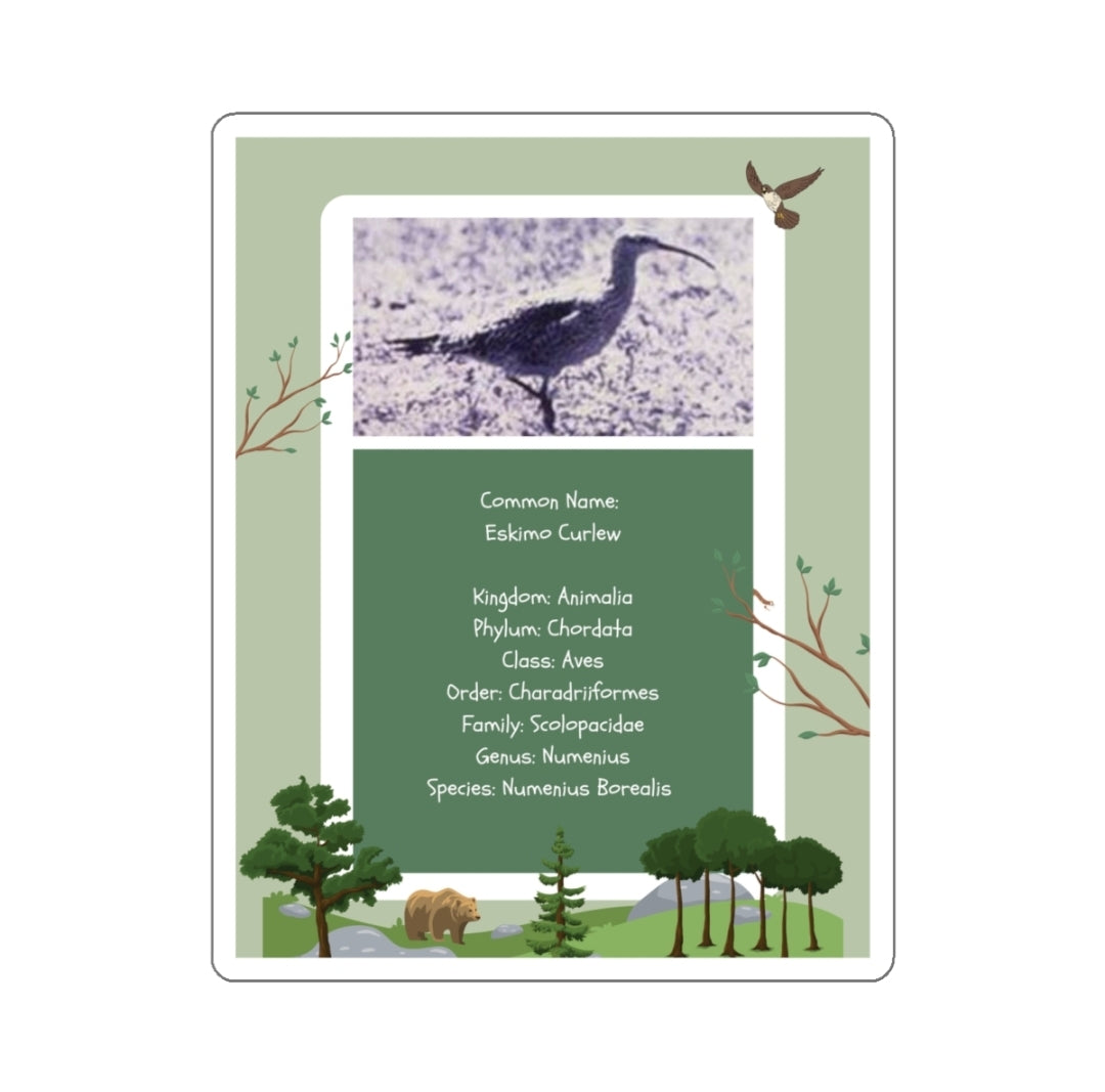 Eskimo Curlew Infographic - Decal