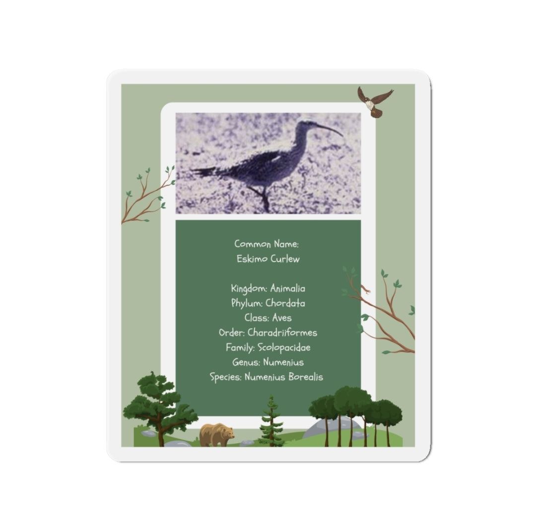 Eskimo Curlew Infographic - Magnet