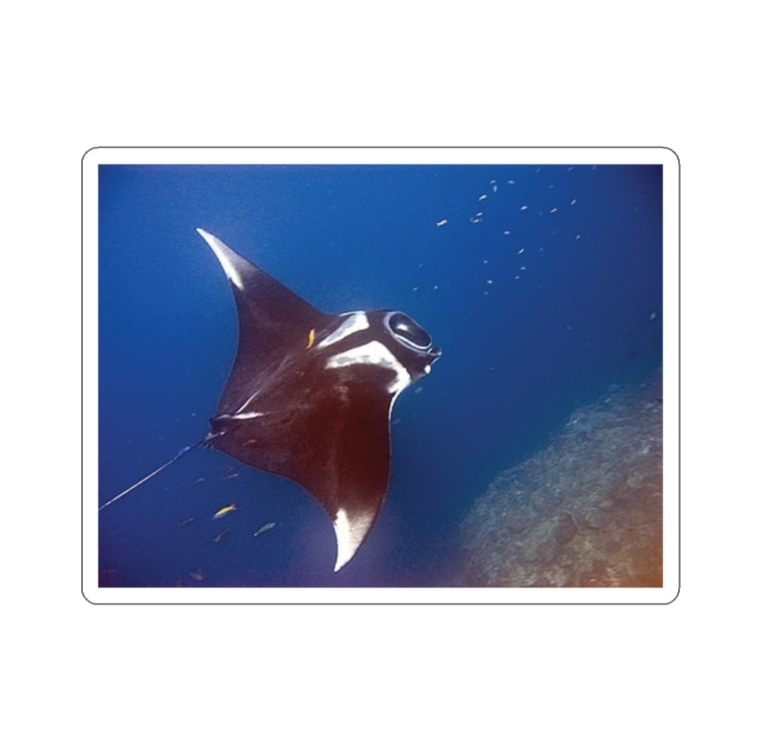 Giant Manta Ray - Decal