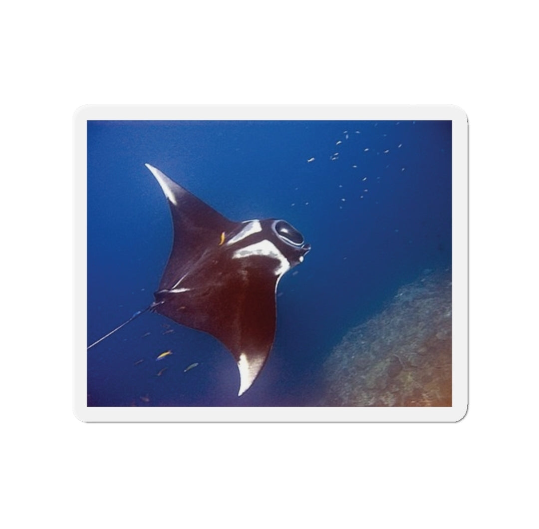 Giant Manta Ray - Magnet