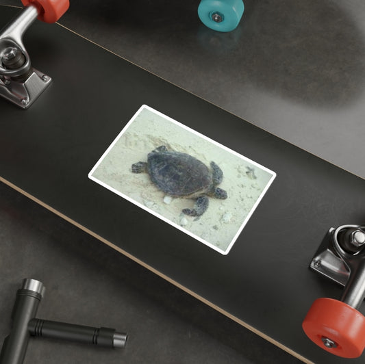 Green Sea Turtle - Decal