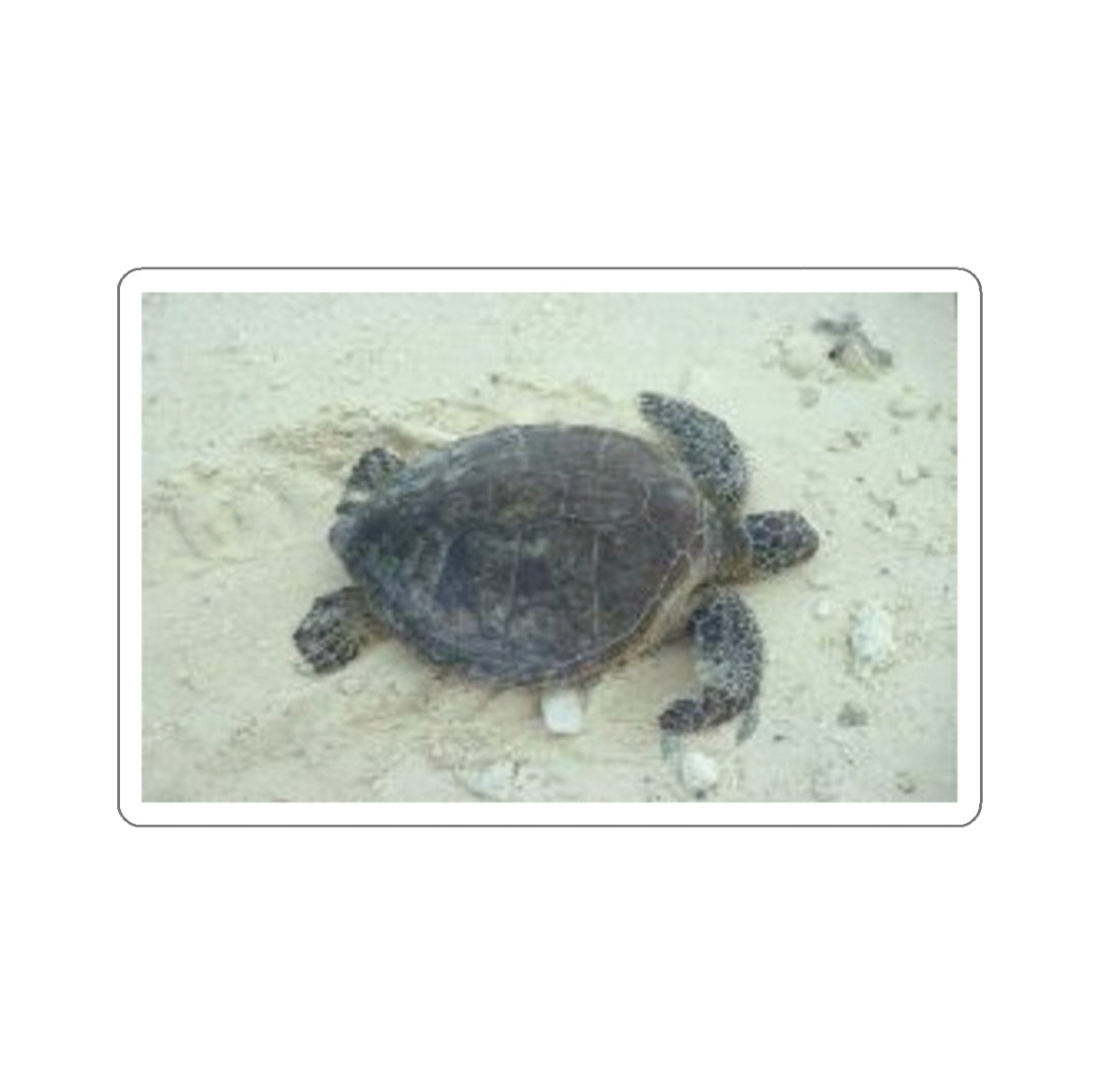 Green Sea Turtle - Decal