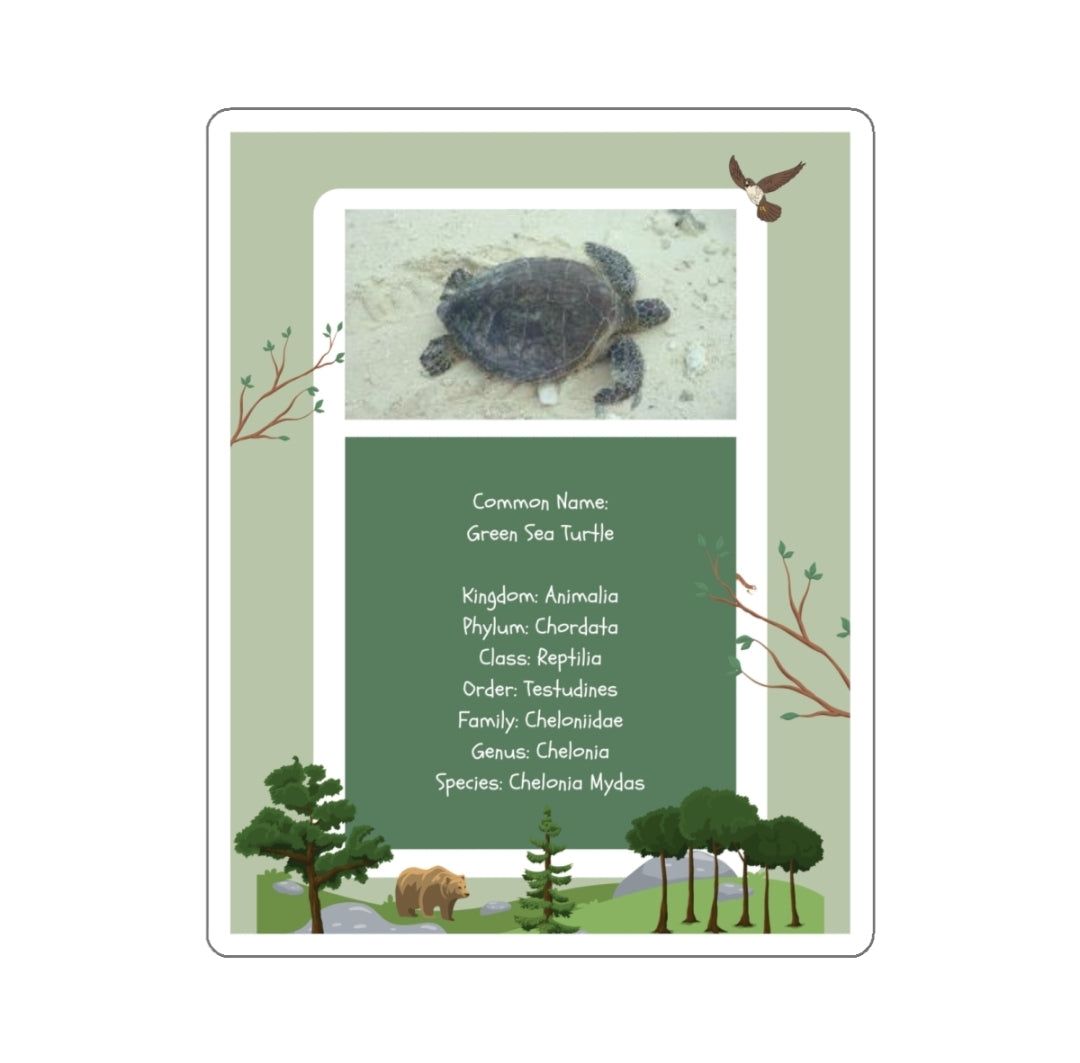 Green Sea Turtle Infographic - Decal