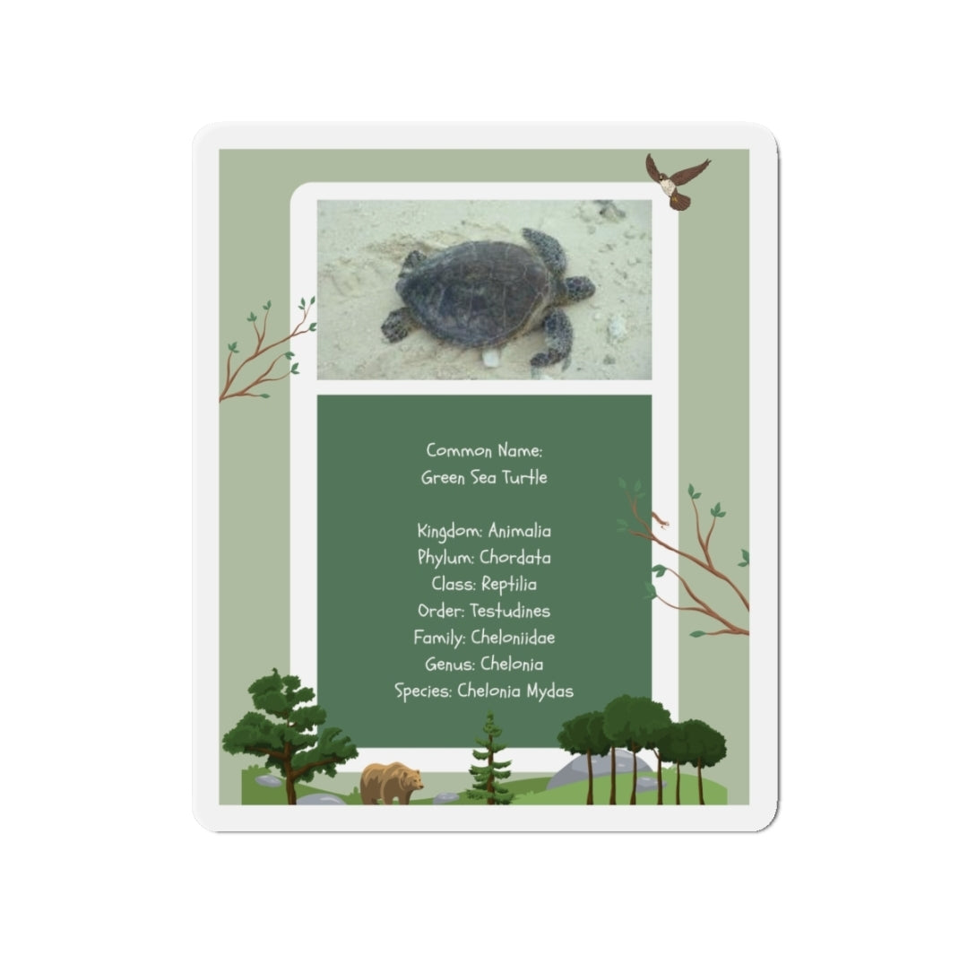 Green Sea Turtle Infographic - Magnet