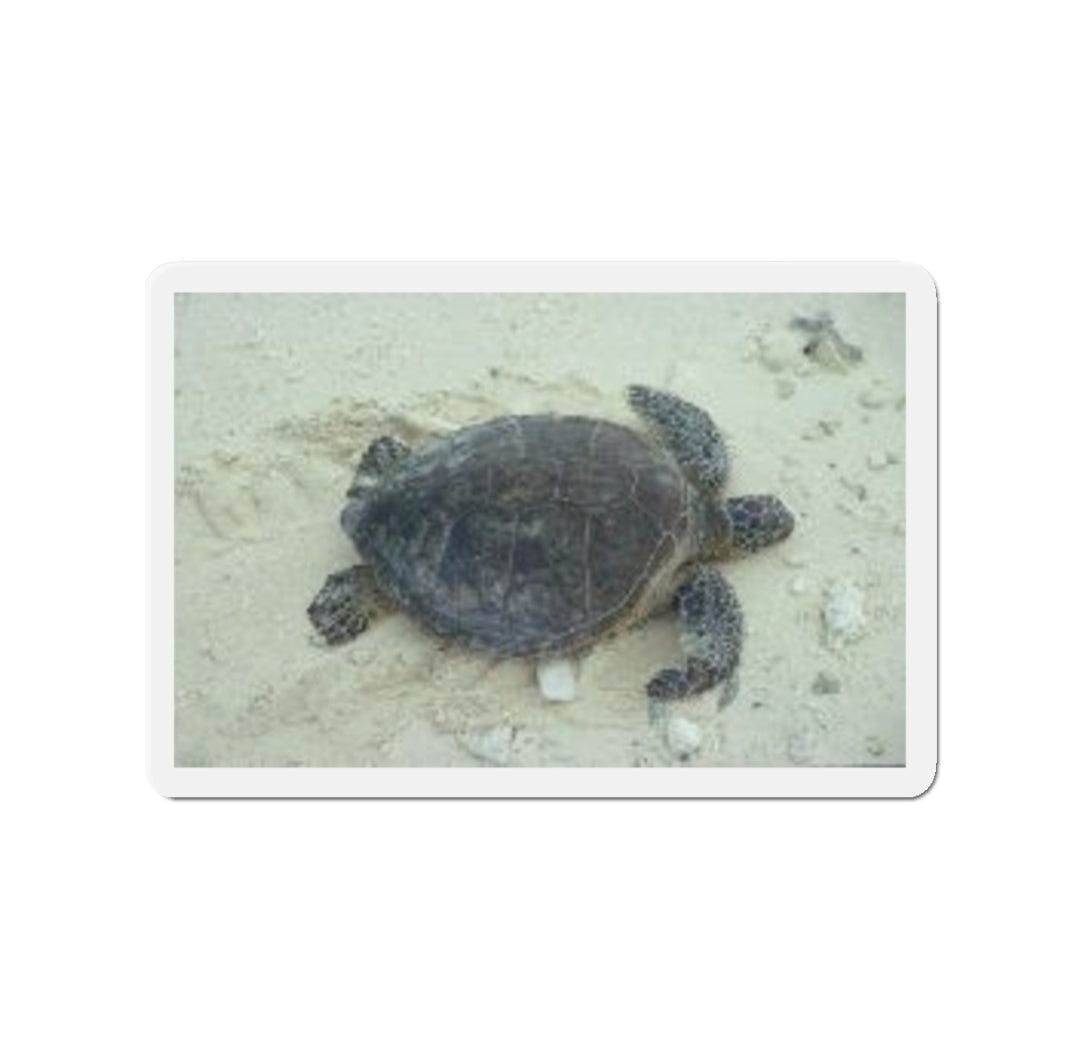 Green Sea Turtle - Magnet