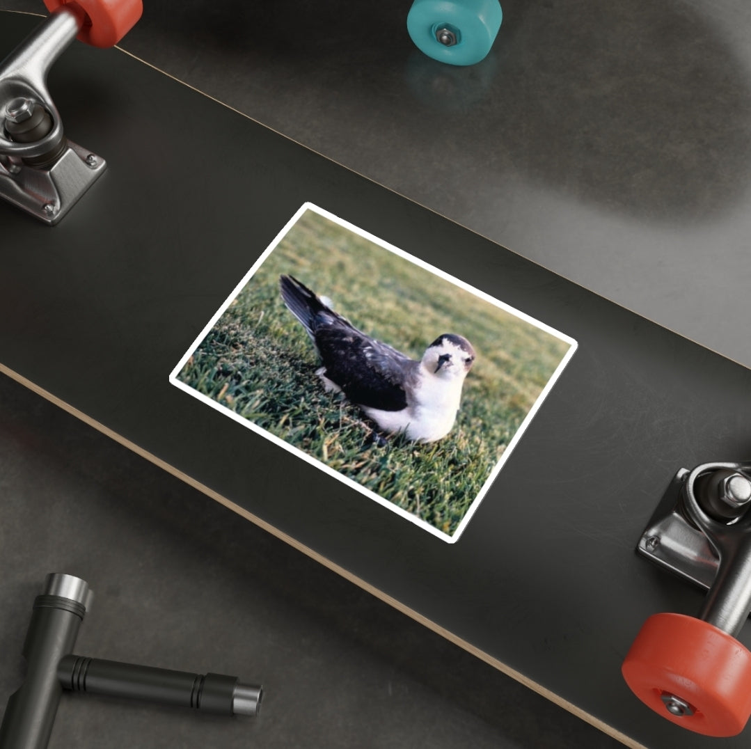 Hawaiian Petrel - Decal