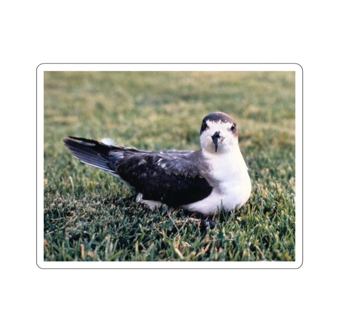 Hawaiian Petrel - Decal