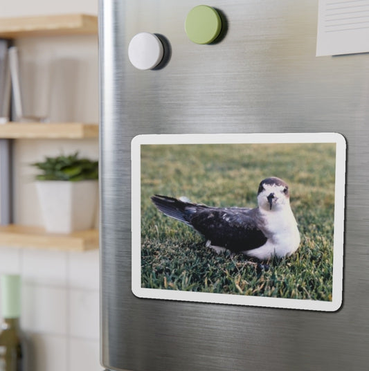 Hawaiian Petrel - Magnet