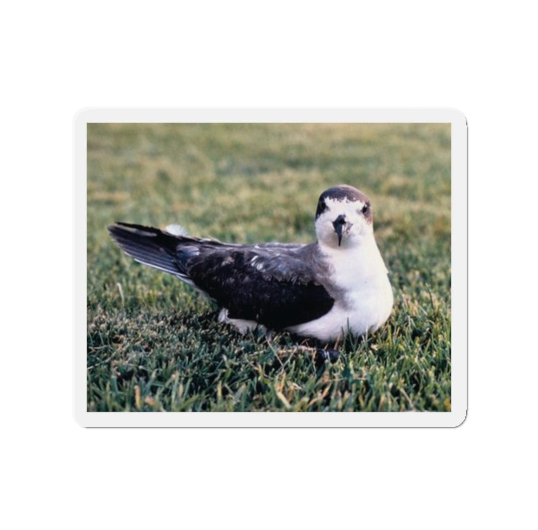 Hawaiian Petrel - Magnet