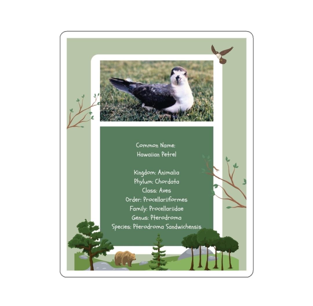 Hawaiian Petrel Infographic - Decal