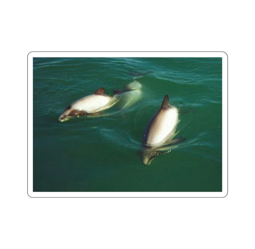 Hector's Dolphin - Decal