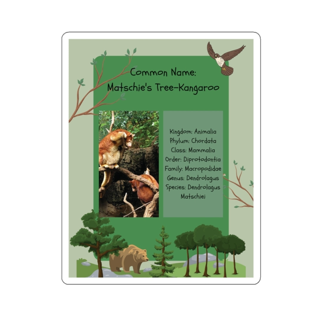 Matschie's Tree-Kangaroo Infographic - Decal