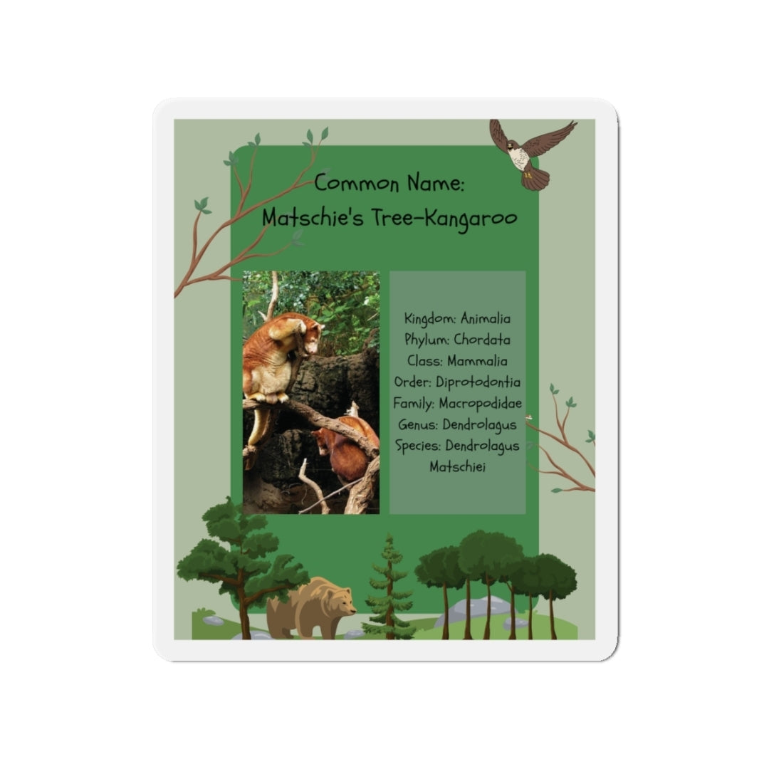 Matschie's Tree-Kangaroo Infographic - Magnet