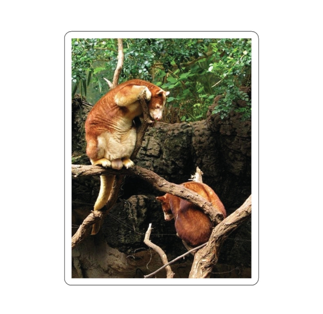 Matschie's Tree Kangaroo - Decal