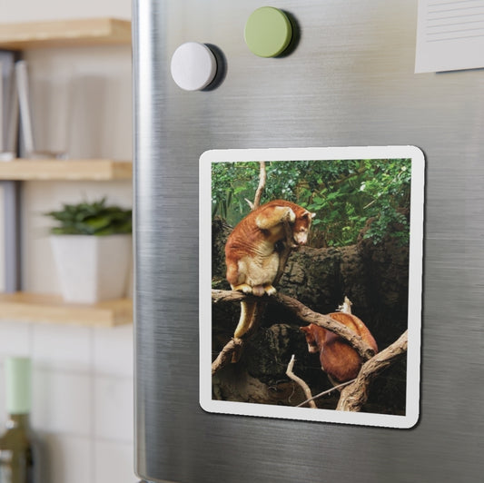 Matschie's Tree Kangaroo - Magnet