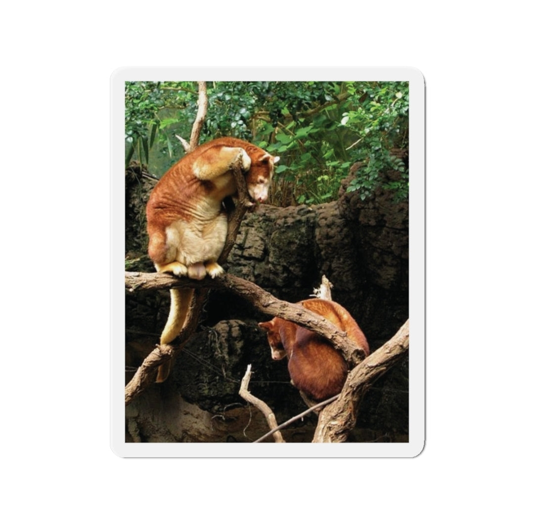 Matschie's Tree Kangaroo - Magnet