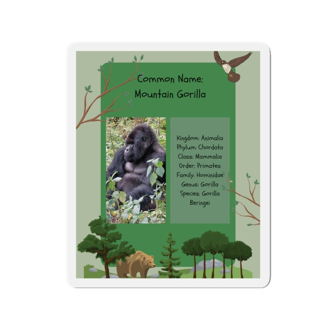 Mountain Gorilla Infographic - Magnet