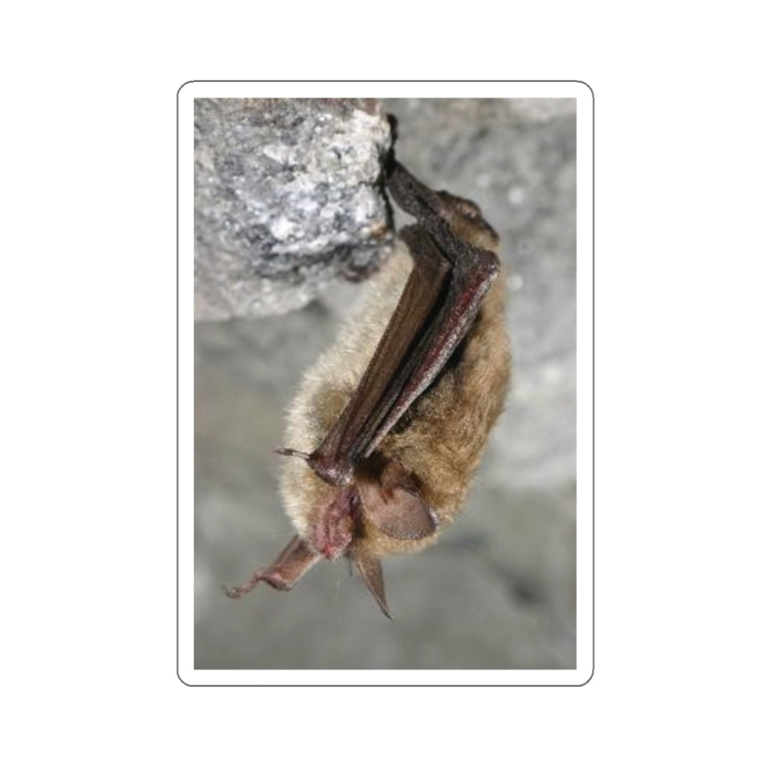 Northern Long-Eared Bat - Decal